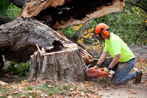 Best Fruit Tree Pruning  in Tiltonsville, OH